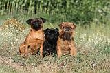 GROUPE GRIFFON BELGE 005
